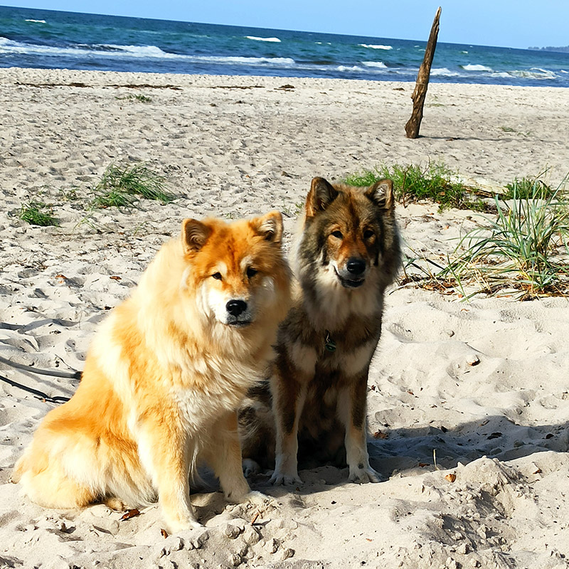 Pfotenheldinnen Alva und Céilí im Urlaub