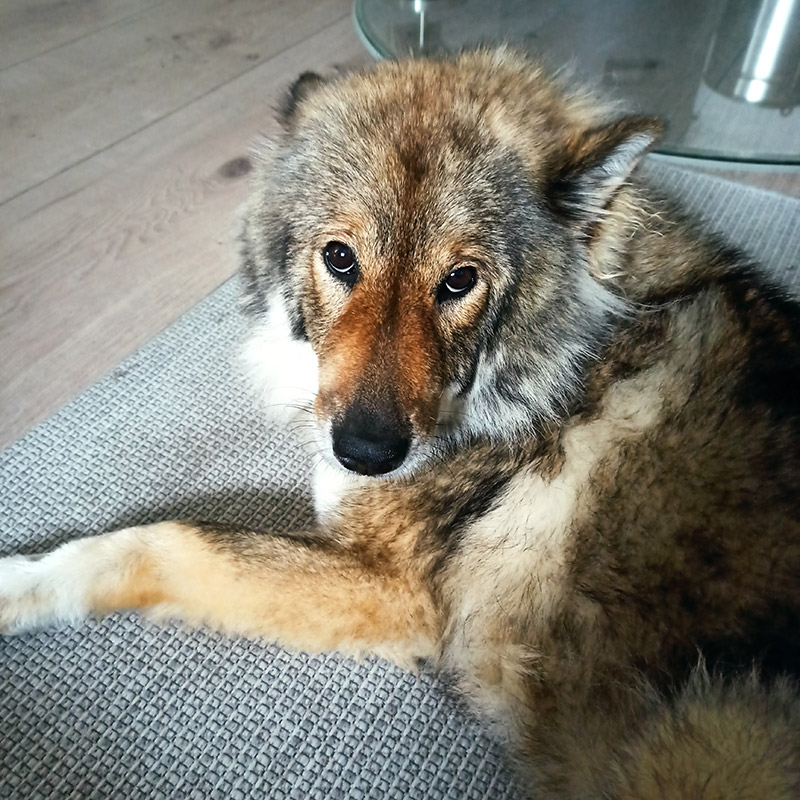 Eurasier Therapiehund Céilí