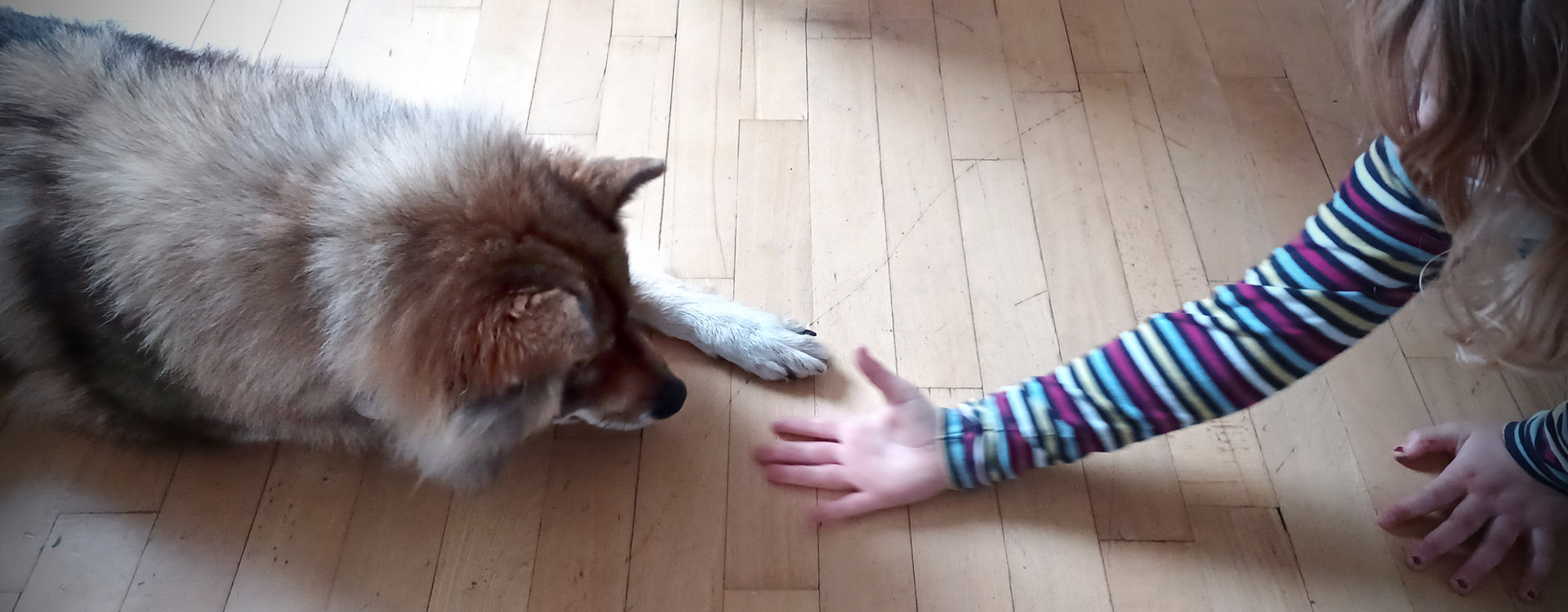 Therapiehund Céilí mit einer jungen Klientin im Autismus Therapie Zentrum gGmbH in Paderborn