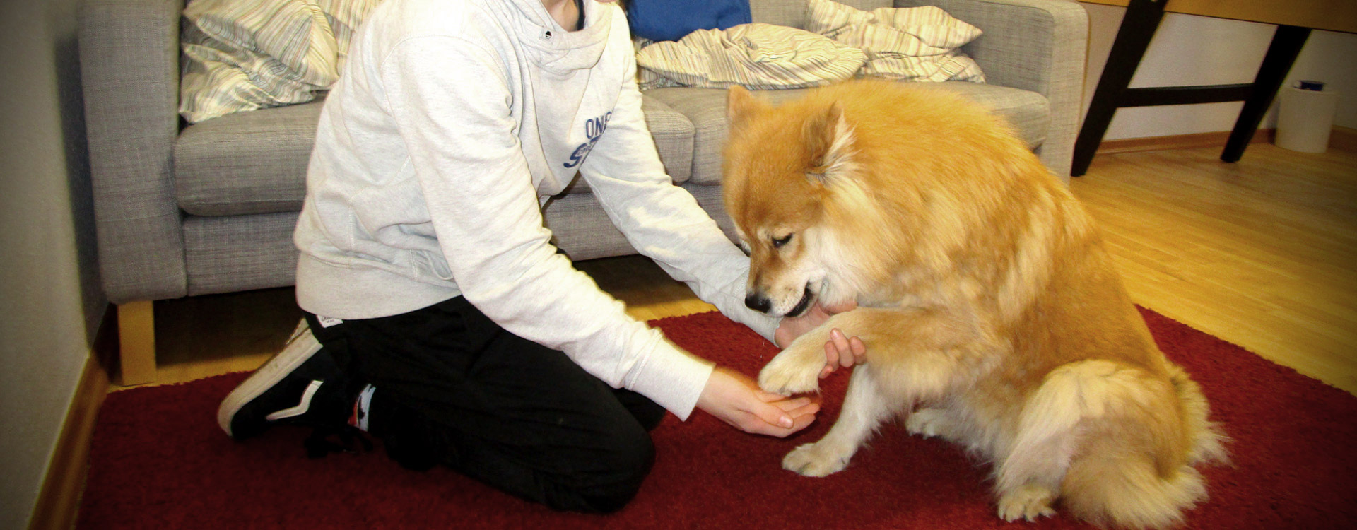 Mission der Hundetherapie: Therapiehund Alva mit einem jungen Klienten im Autismus Therapie Zentrum gGmbH in Paderborn