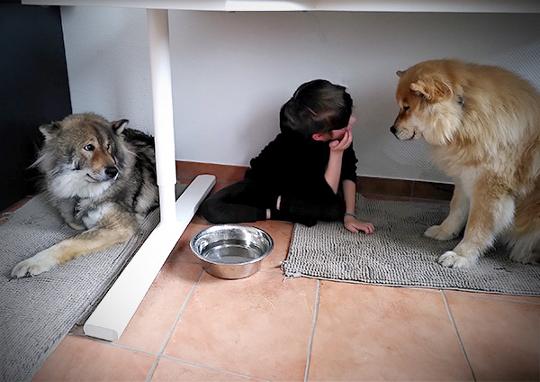 Die Therapiehunde Céilí und Alva mit einem jungen Klienten im Autismus Therapie Zentrum gGmbH in Paderborn