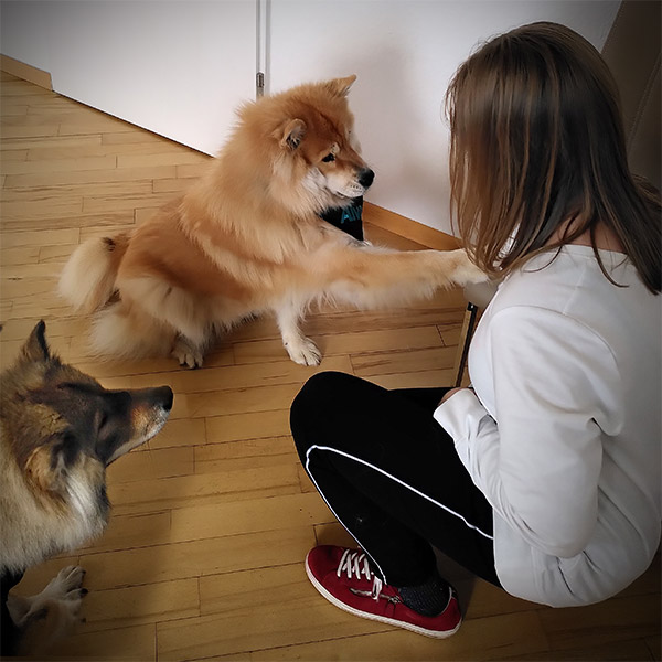 Die Therapiehunde Céilí und Alva mit einer jungen Klientin im Autismus Therapie Zentrum gGmbH in Paderborn