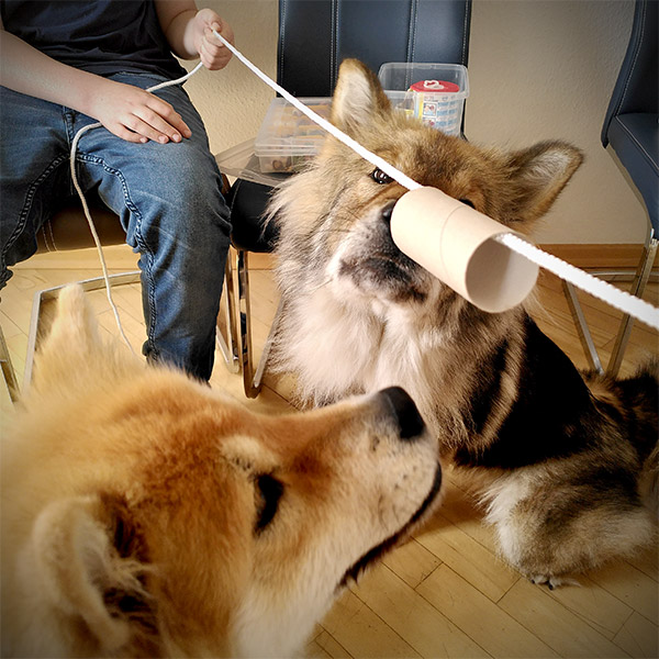 Die Therapiehunde Céilí und Alva mit einem jungen Klienten im Autismus Therapie Zentrum gGmbH in Paderborn