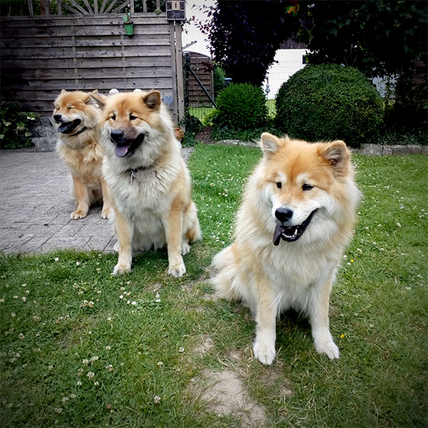 Alva beim Eurasier Familientreffen