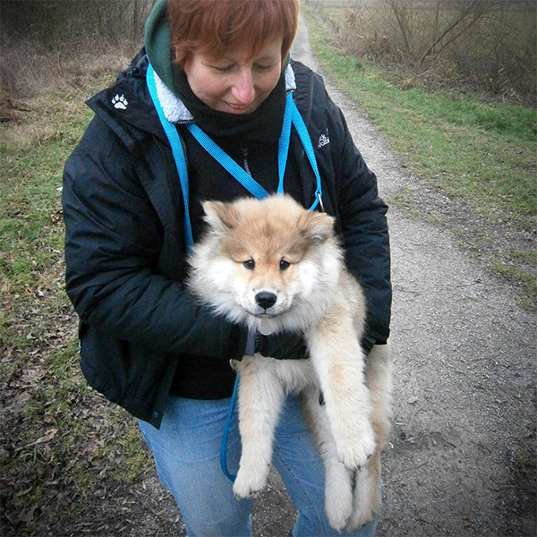 Therapiehund Alva als Welpe