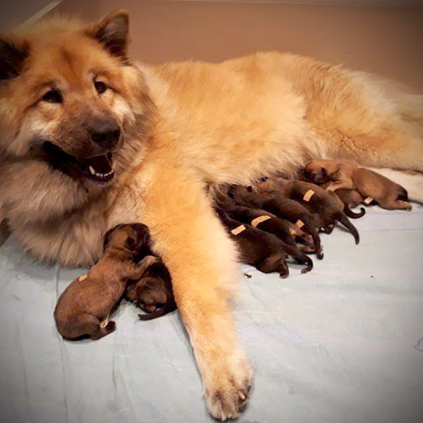 Der Eurasier Wurf mit Therapiehund Céilí als Baby