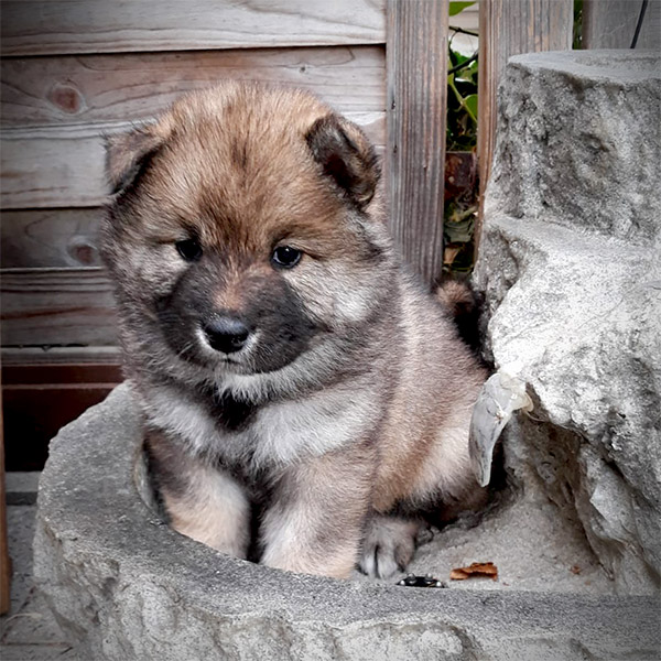 Therapiehund Céilí als Welpe